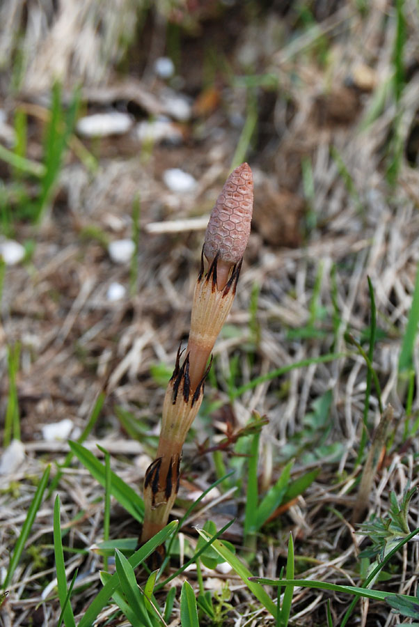 Equisetum telmateja